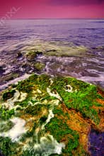 Seaweed on rocks in sea