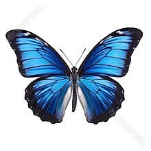 Butterfly isolated on white transparent background
