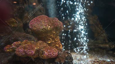 Aquarium oceanarium wildlife, tropical sea underwater fishes, aquarium of large fish with light rays hitting the glass.