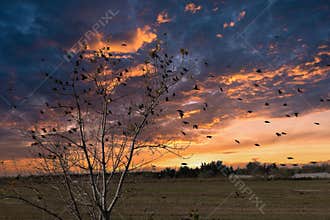 Common starling Sturnus vulgaris flock in flight against the sky
