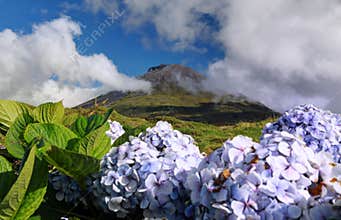 Hydrangea blossoms in front of volcano Pico, Azores Islands