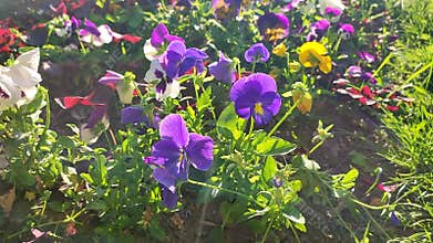 Many purple yellow, white violets flowers with green leaves bloom in a flowerbed