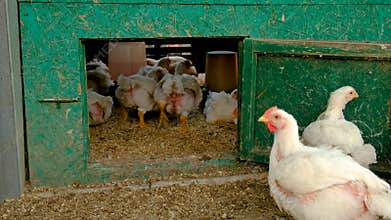 broiler chickens on a farm. Selective focus.