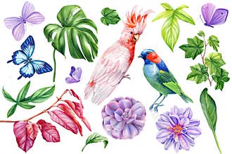 Bird, leaf, flower, succulent and butterfly, watercolor botanical painting illustration set, exotic green plant clipart