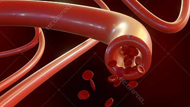 3d animation of Minoxidil molecules directly affect blood vessel.
