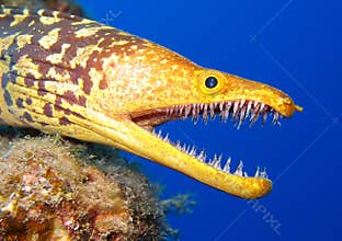 Tiger Moray