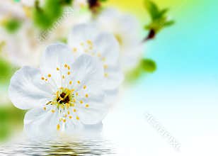Beautiful spring flowers background – blossom