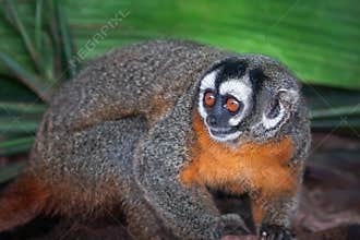 Black-headed Night Monkey