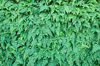 Dense Foliage