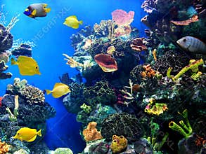 Colorful and vibrant aquarium life