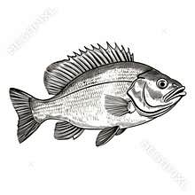 Black And White Fish Illustration: Flat Shading, Staining, And Detailed Character Illustrations