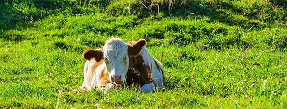 Panorama of Calf lies in Grass