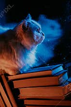 White fluffy cat resting atop pile of paper books, night rain in window, autumn