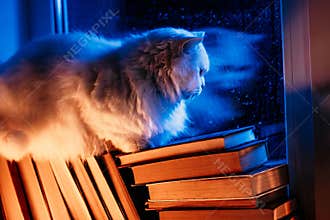 White fluffy cat resting atop pile of paper books, night rain in window, autumn