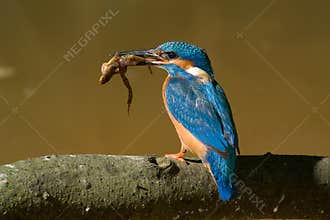 The kingfisher