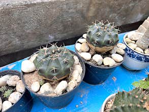 Cactus garden plant with cactuses selling outdoors in fall , Different types of cactuses.
