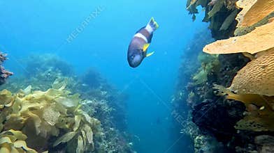 Male Blue Throat Wrasse and Kelp in Adelaide