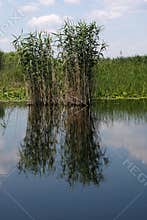 Generic vegetation