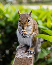 Squirrel in Aventura, Miami, Florida eating the walnut.