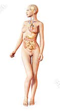 Female naked body, with full endocrine system superimposed.