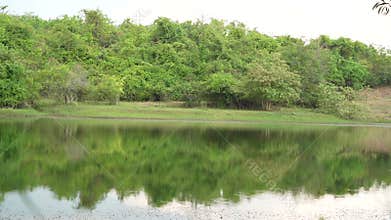 Beautiful view of summer landscape with forest trees.