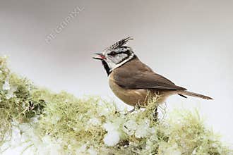Crested Tit in Winter
