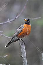 American Robin perched on Branch End - Turdus migratorius