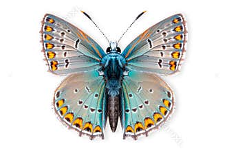 Beautiful Colorado Hairstreak butterfly isolated on a white background with clipping path
