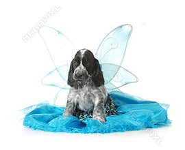 Angel puppy