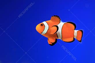 Clownfish