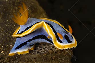 Nudibranch snail