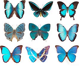 Blue butterflies