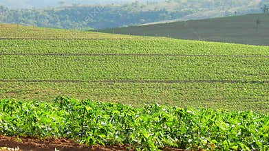 Detail of cassava or manioc plant on field