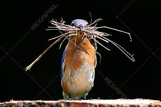 Eastern Bluebird