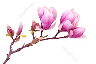 Magnolia flower