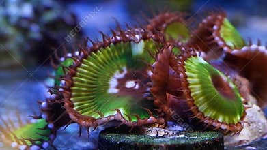 palythoa fluorescent soft coral move tentacle in flow, fluorescent polyp colony glued to live rock absorb food, animal species