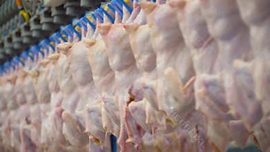 Production and processing of chicken meat. Conveyor line for processing and packaging of chicken broilers.