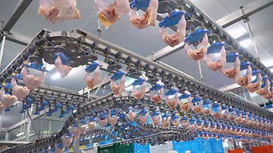 Production and processing of chicken meat. Conveyor line for processing and packaging of chicken broilers.