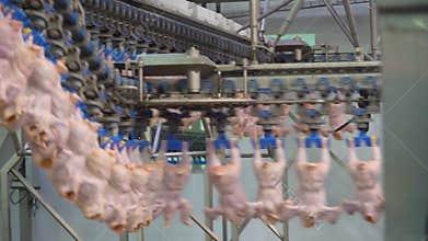 Production and processing of chicken meat. Conveyor line for processing and packaging of chicken broilers.