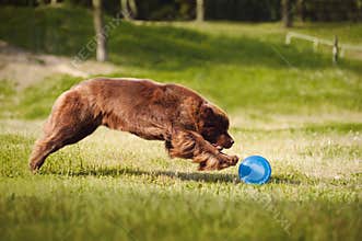 Newfoundland dog catching the Frisbee