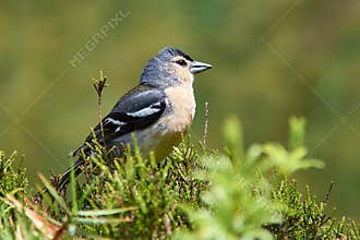 Endemic common chaffinch (Fringilla coelebs maderensis) Sao Miguel, Azores Islands, Portugal