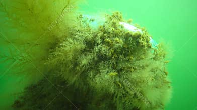 Hydroids polyp Obelia sp., coelenterates. Black Sea.
