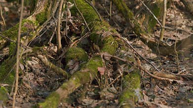 Beautiful Spring Forest. Walking Motion View In A Wild Forest. Gimbal Shot.