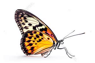 Beautiful Sri Lankan Ceylon Rose butterfly isolated on a white background. Side view