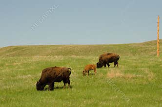 Grazing bison