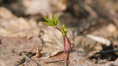 Wild Spring Plants In Forest At Sunset. Green Sprout Grows On Soil. Close up.