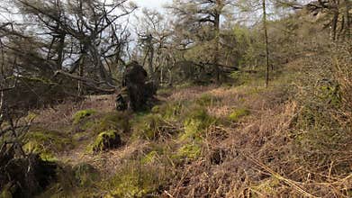 Pine woodland storm damage in the Peak District National Park