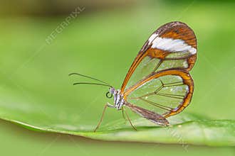 Transparent wing butterfly - Greta oto