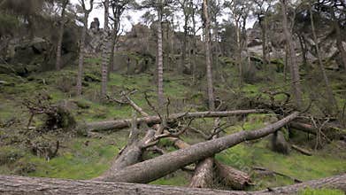Pine woodland storm damage in the Peak District National Park