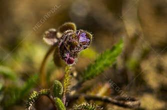 Veronica triloba photographed in the late afternoon in an autumnal atmosphere, on Szirák.